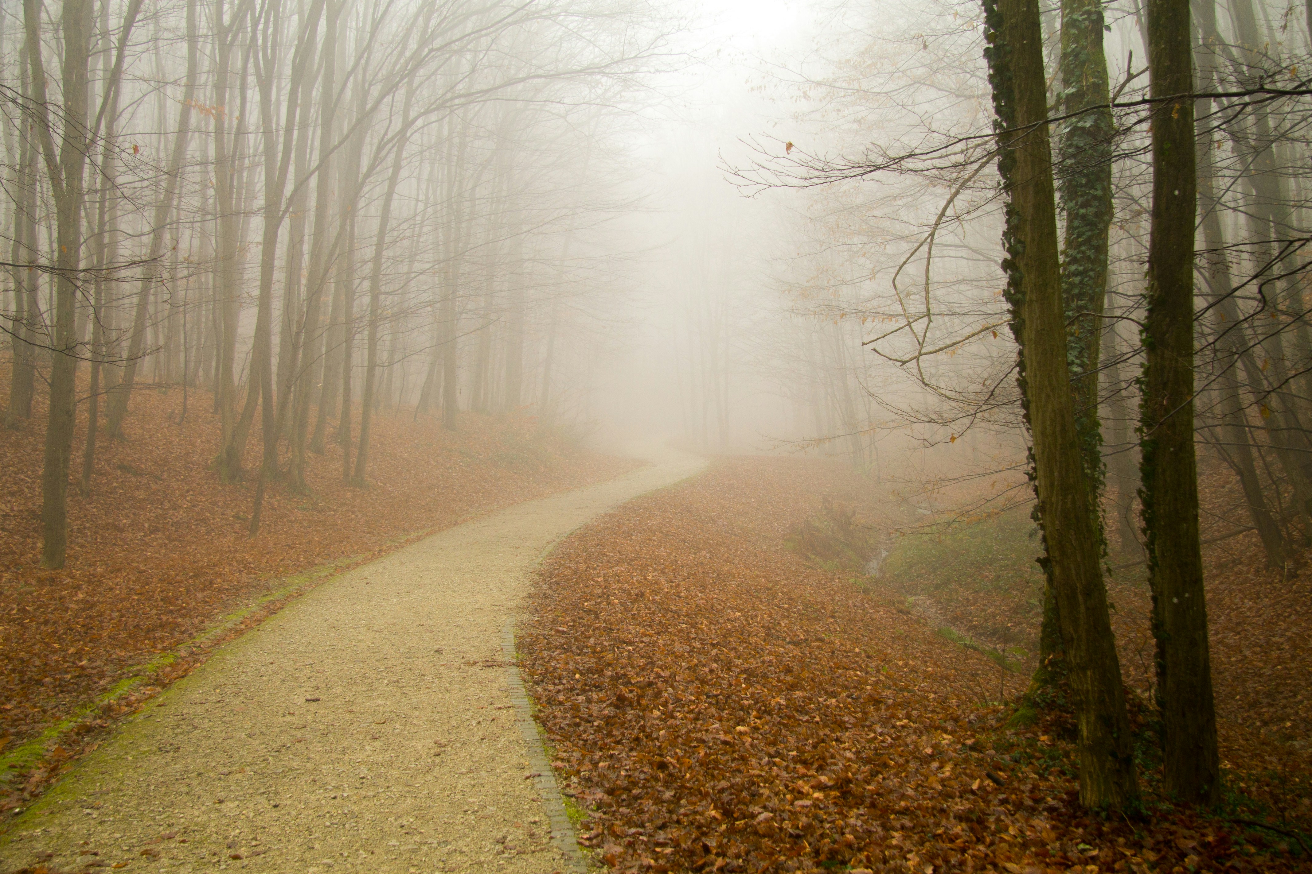 Foggy road