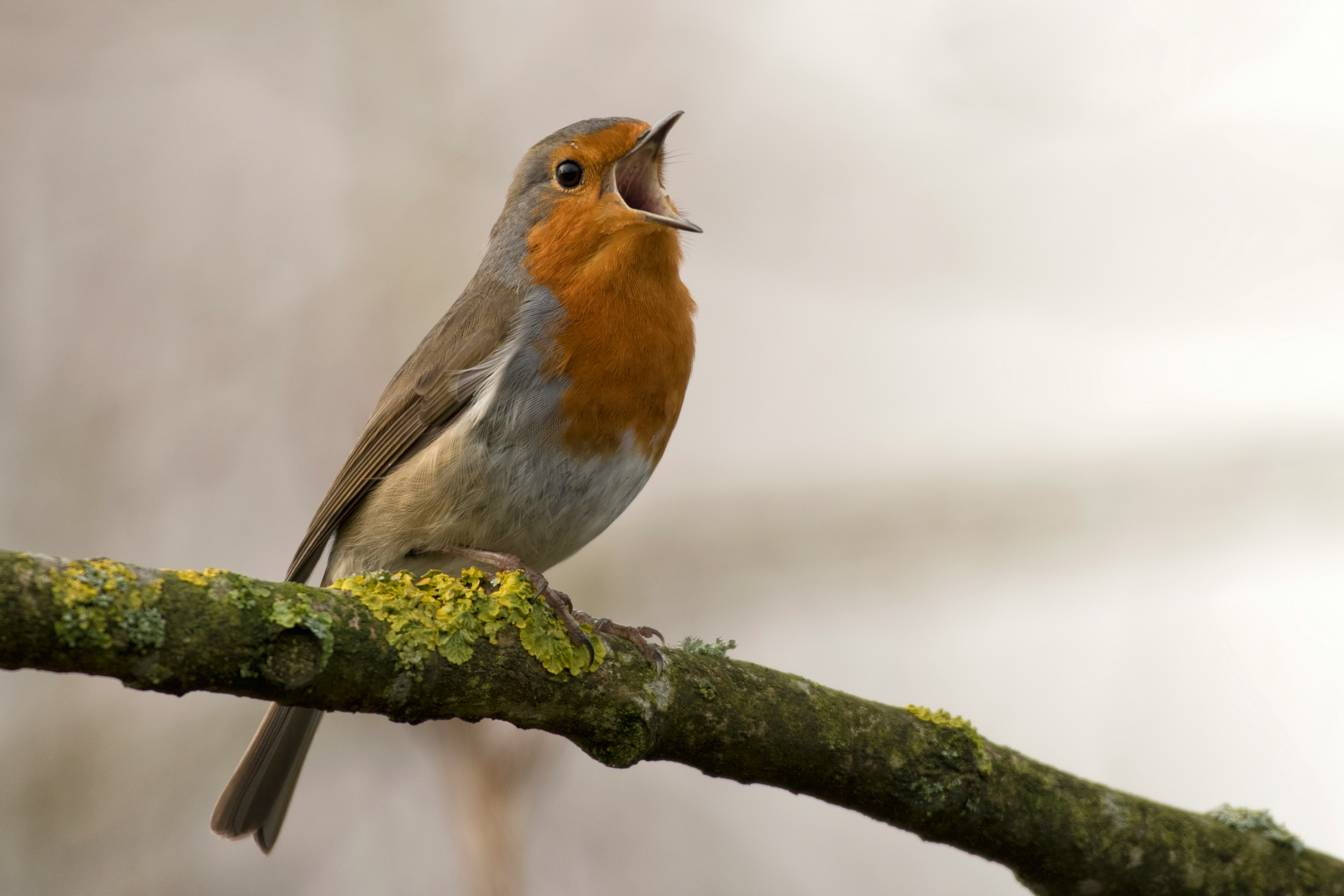 A songbird perched on a branch
